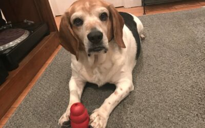 Are Kong Toys Dangerous For Dogs? | Honest Guide By Funadog