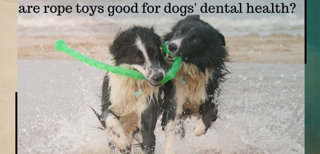 are rope toys good for dogs teeth