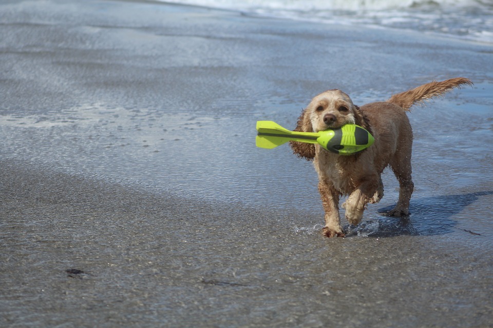 Why Do Dogs Attack Squeaky Toys? 