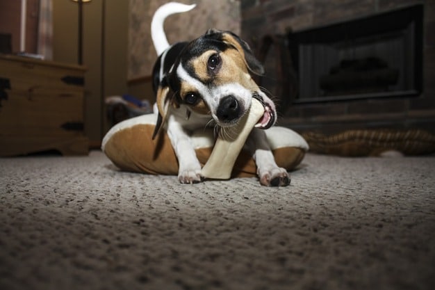 Are Nylabones Safe For My Dog? | Funadog For Best Dogs Toys