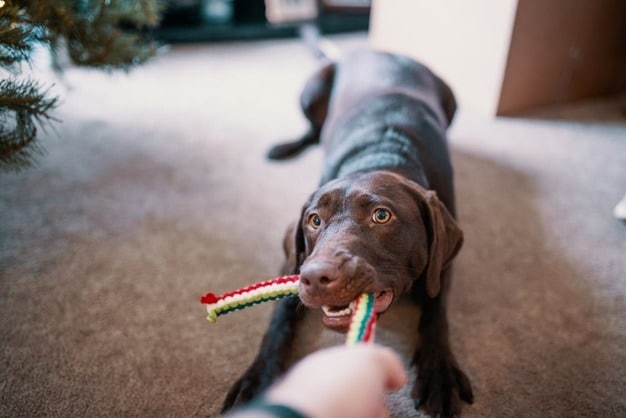Are rope toys good for dogs teeth ? (dogs teeth - dog rope toys)
