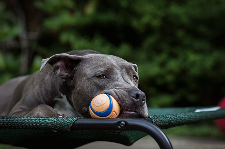 chuckit squeaker ball