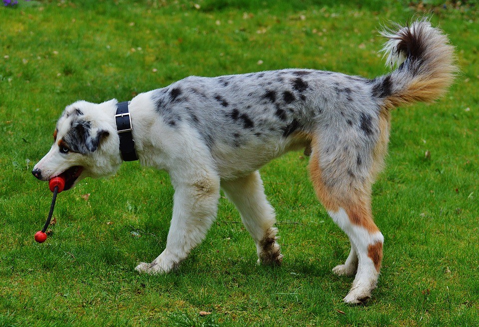 why should you not stop your dog from chewing - kind of chews are safe for dogs