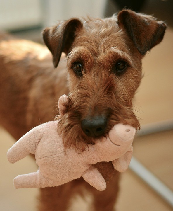 do dogs like stuffed animals