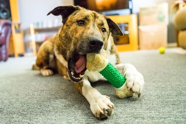 Choosing safe dog toys for aggressive chewers! Now many dogs have undeniable types of chewing need. This natural desire is sort of love is evident from the fact that pups usually look for rawhide bones, treat sticks on walks and chew on them to be happy