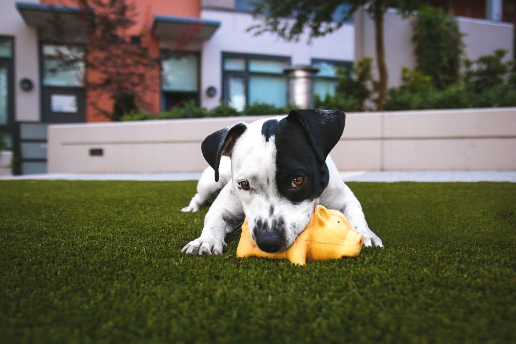 The rubber dog toy is exceptionally durable and robust