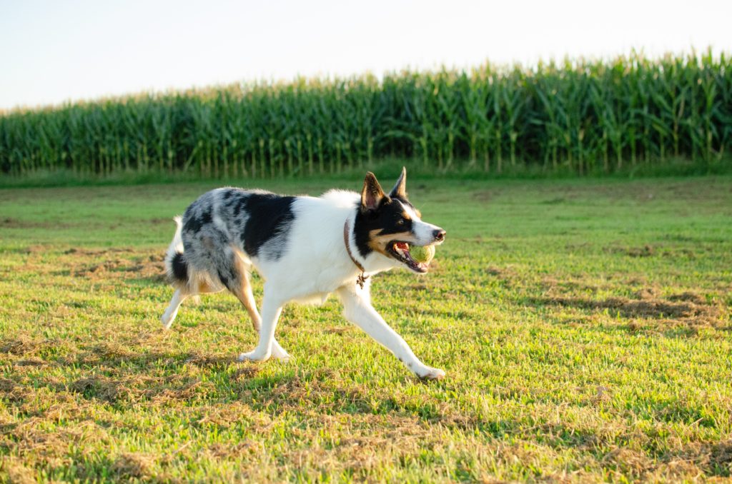 Do Dogs Have Favorite Toys