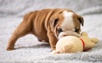 Top 10 Best Plush Dog Toys For Aggressive Chewers Of 2021