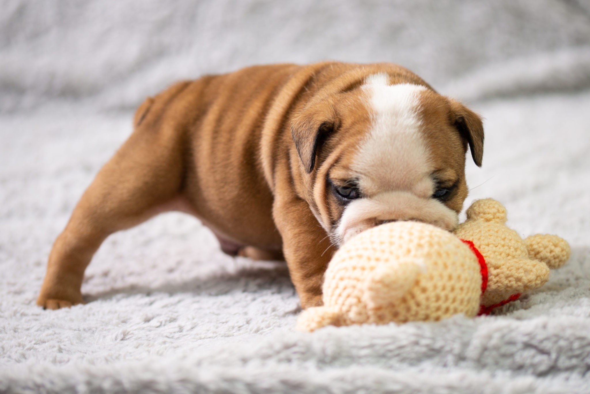 Top 10 Best Plush Dog Toys For Aggressive Chewers Of 2020