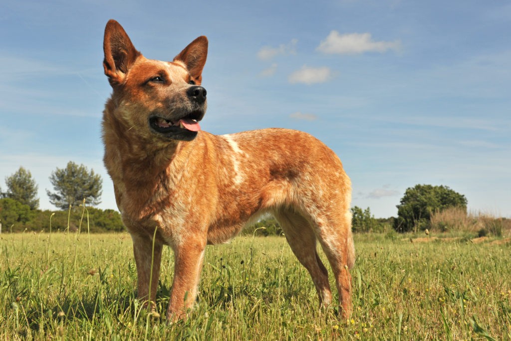 14 Best Toys For Australian Cattle Dog | Blue Heeler Treats