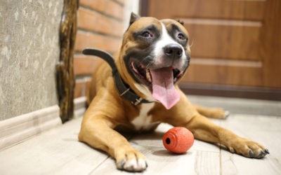 Top 6 Best Toys To Keep Dog Really Busy While At Work