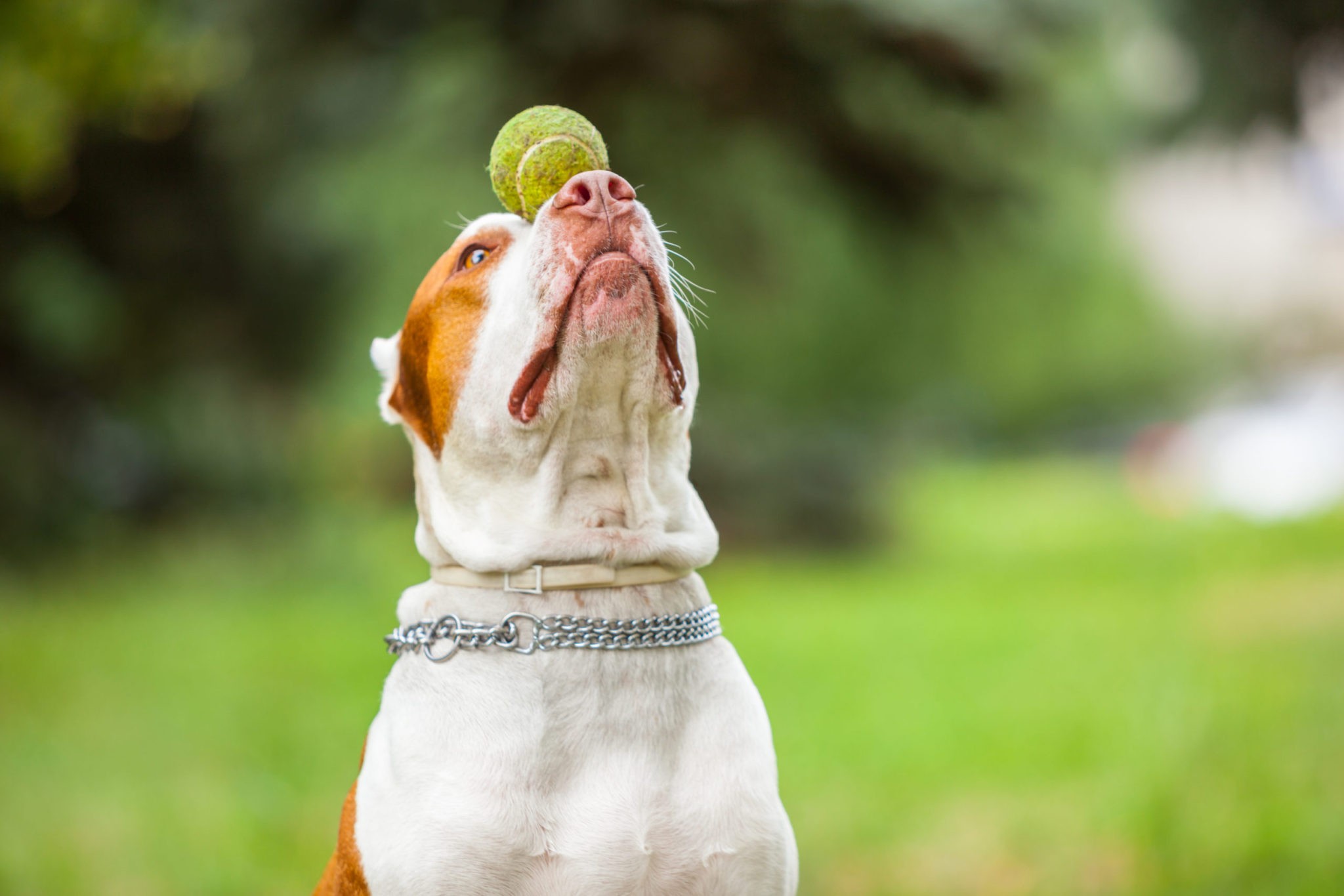 7 Best Dog Ball Launcher Of 2021 | Automatic Tennis Throwers