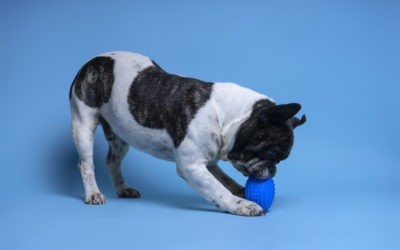 10 Best Indestructible squeaky Dog Toys [2021] Plush Animals