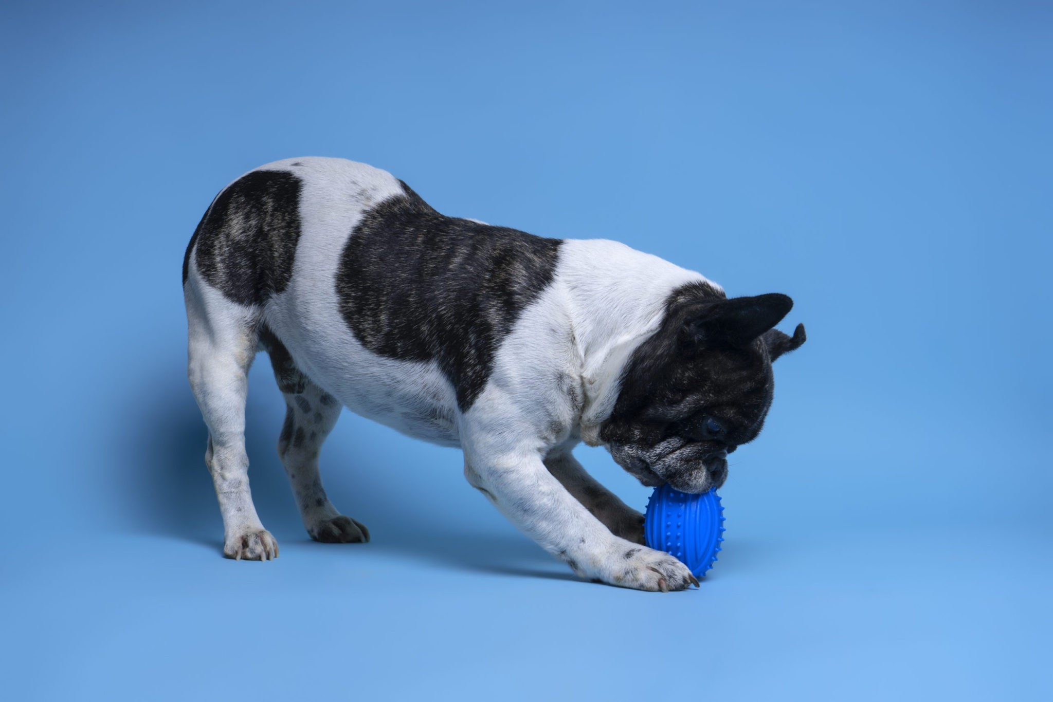 indestructible squeaky ball for dogs