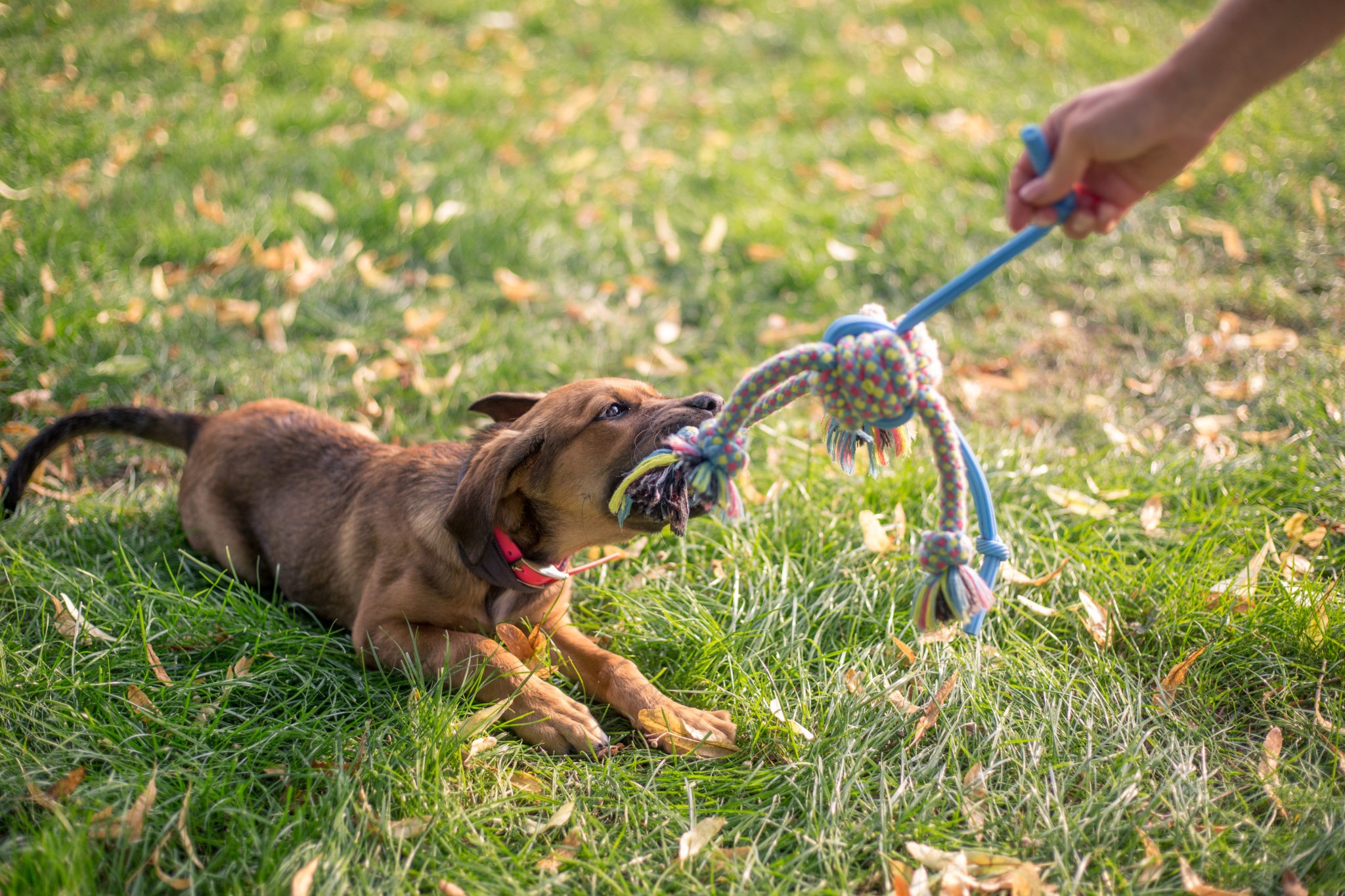 Top 9 Best Tug Of War Dog Toy (Guide & Reviews) Funadog