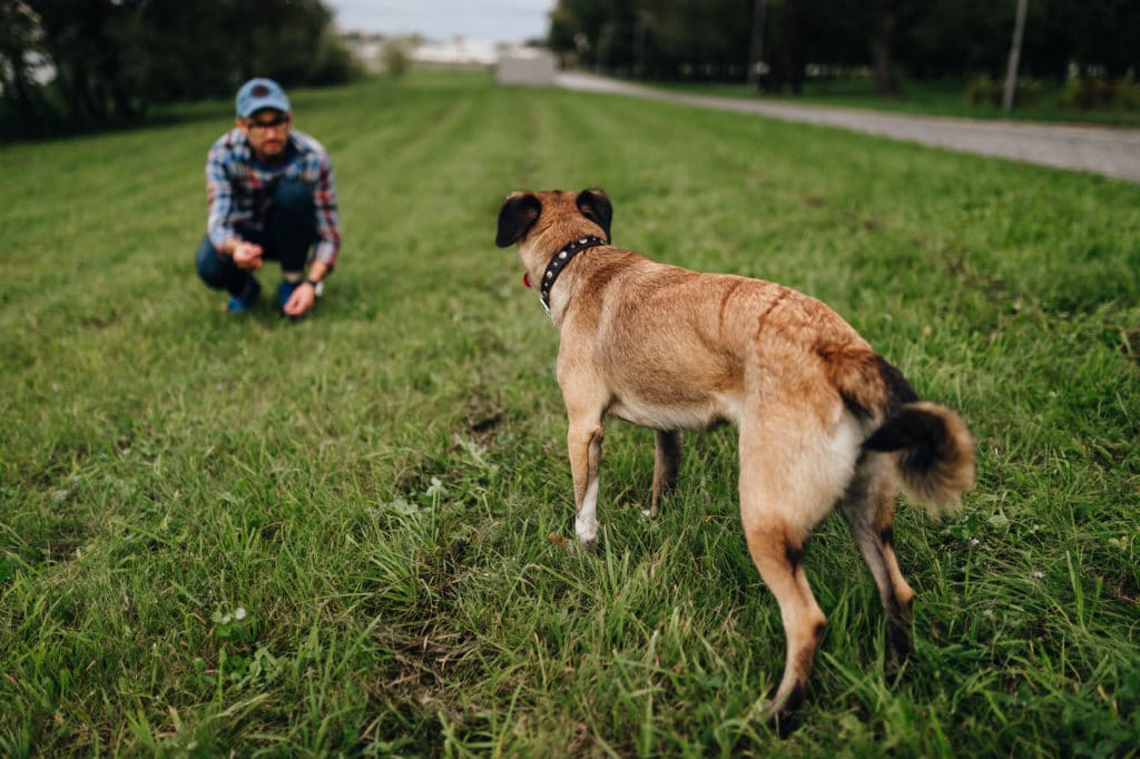 Top 7 Best Dog Training Collar Under 100$ in 2020 | Funadog