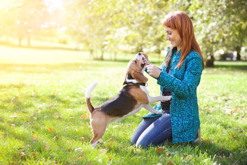 Off-leash training benefits for dogs