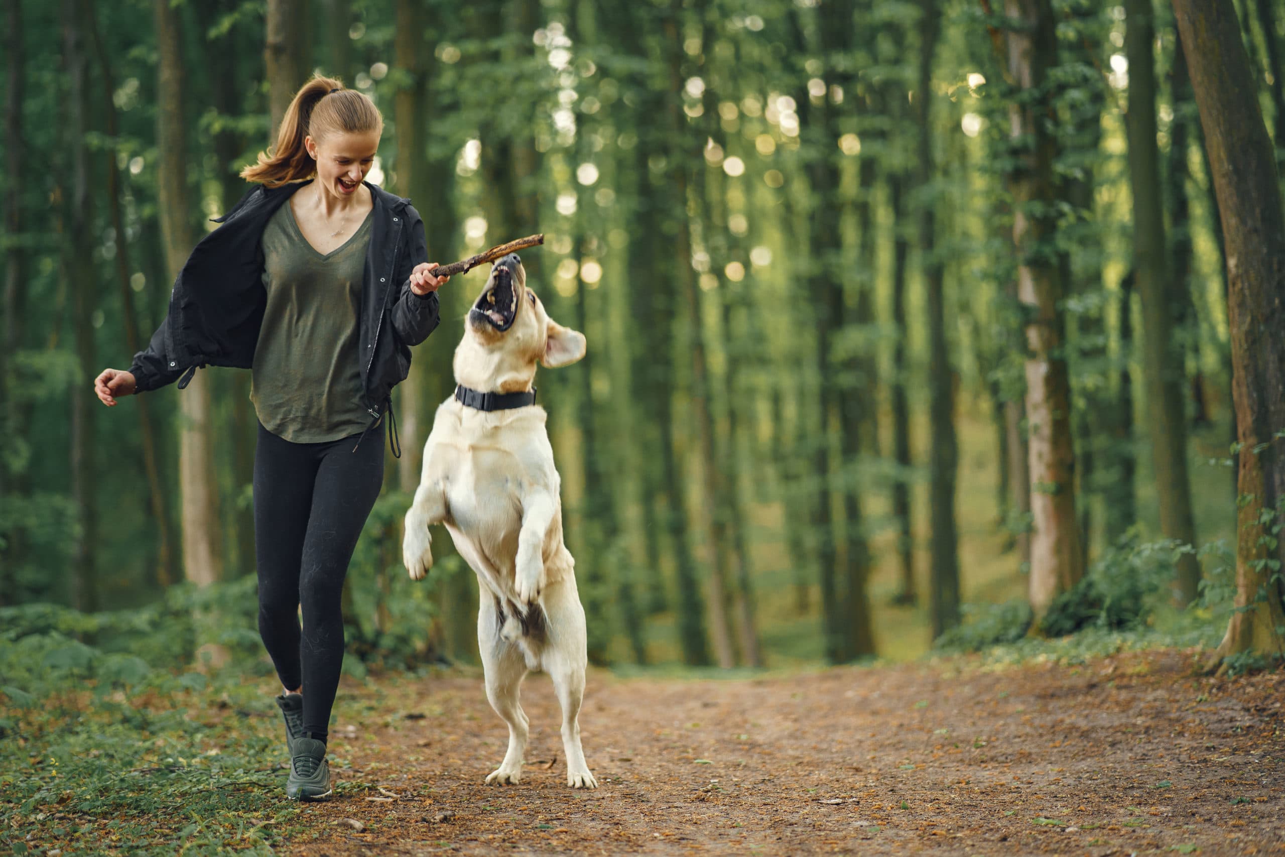 How To Train Your Dog To Walk Beside You Without a Leash