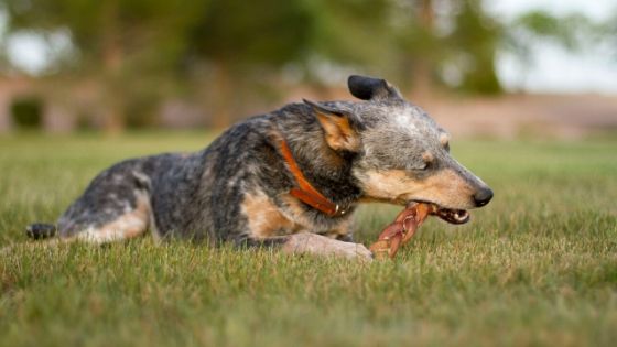 Are Bully Sticks Good For Dogs? Natural Chew Treat For Puppy
