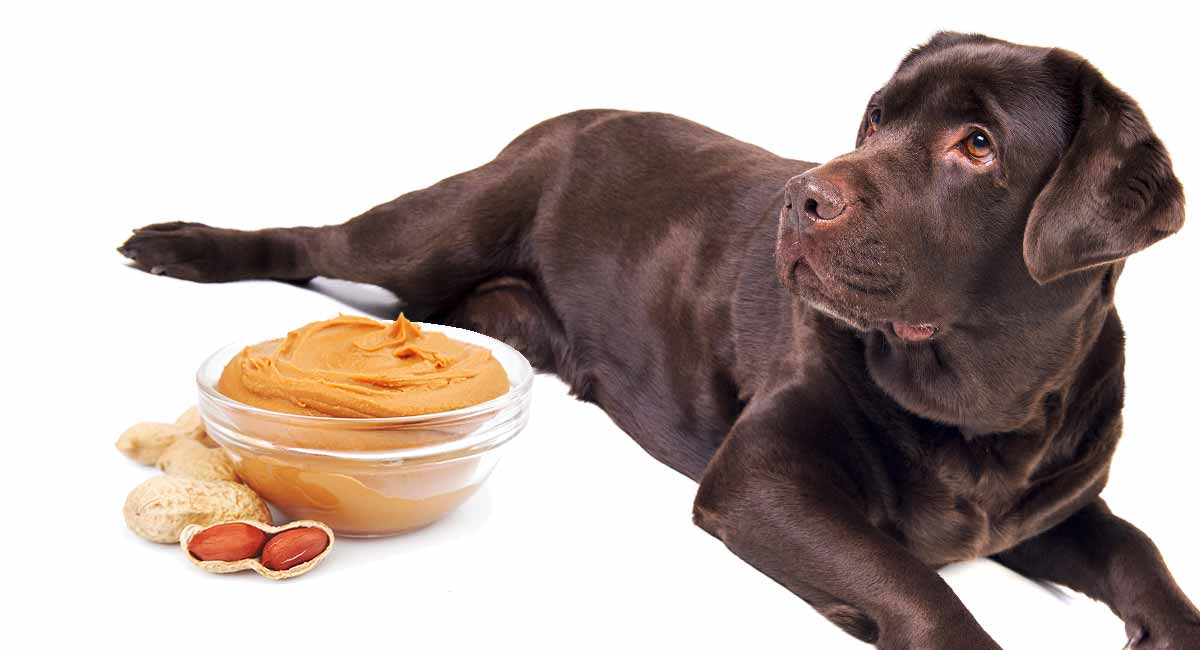 is whole earth peanut butter safe for dogs