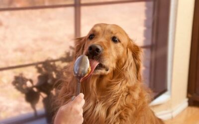 Can Puppies Have Peanut Butter? and Why Dogs Love it so Much