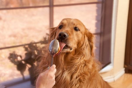 Can Puppies Have Peanut Butter? and Why dogs love it so Much