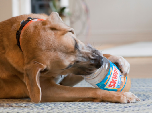 Can Puppies Have Peanut Butter?