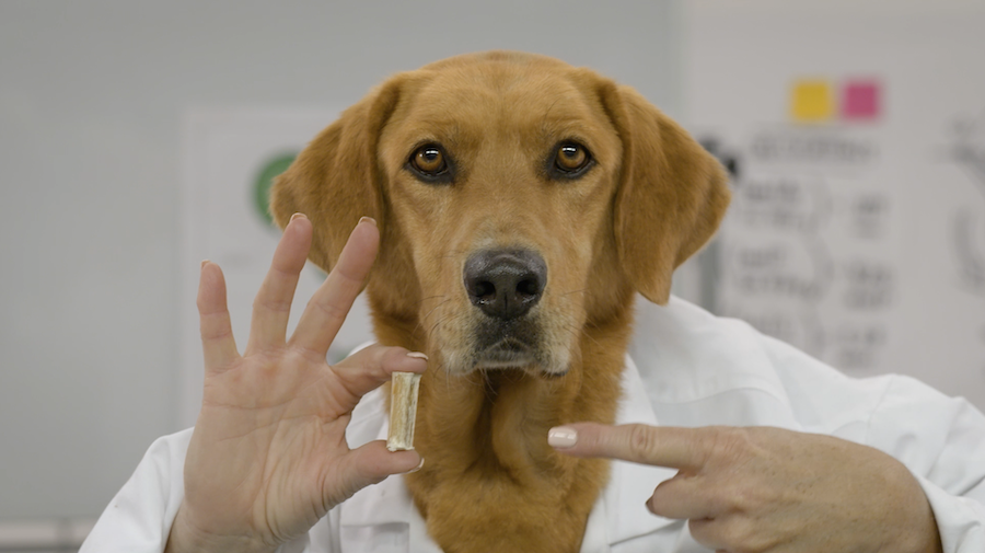 Can Bully Sticks Cause a Blockage?