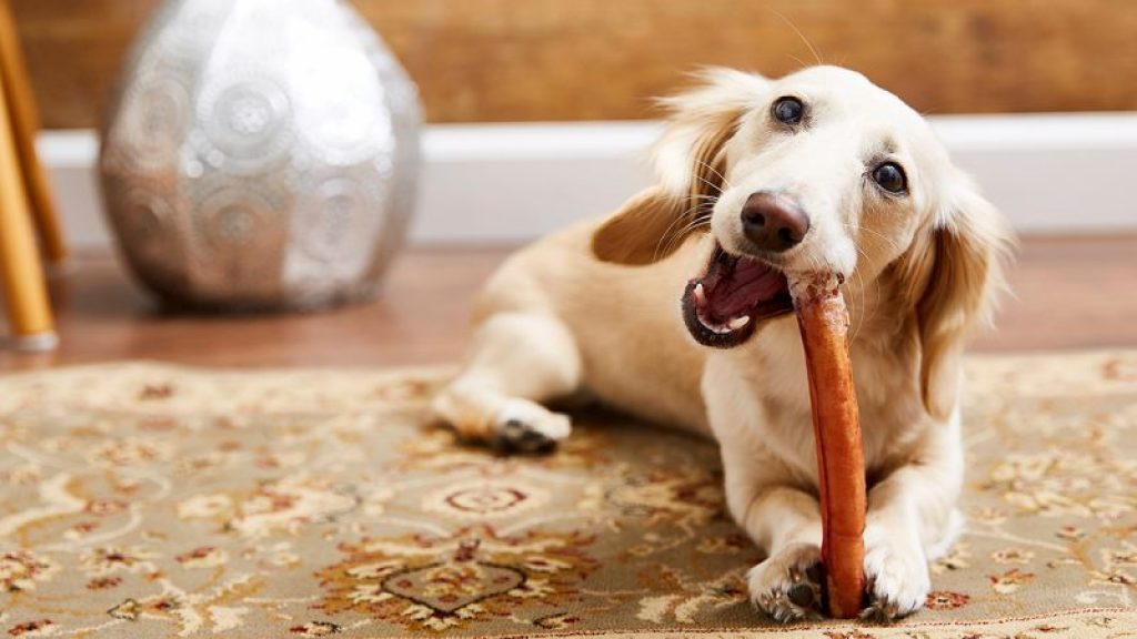 Are bully sticks good for dogs? 