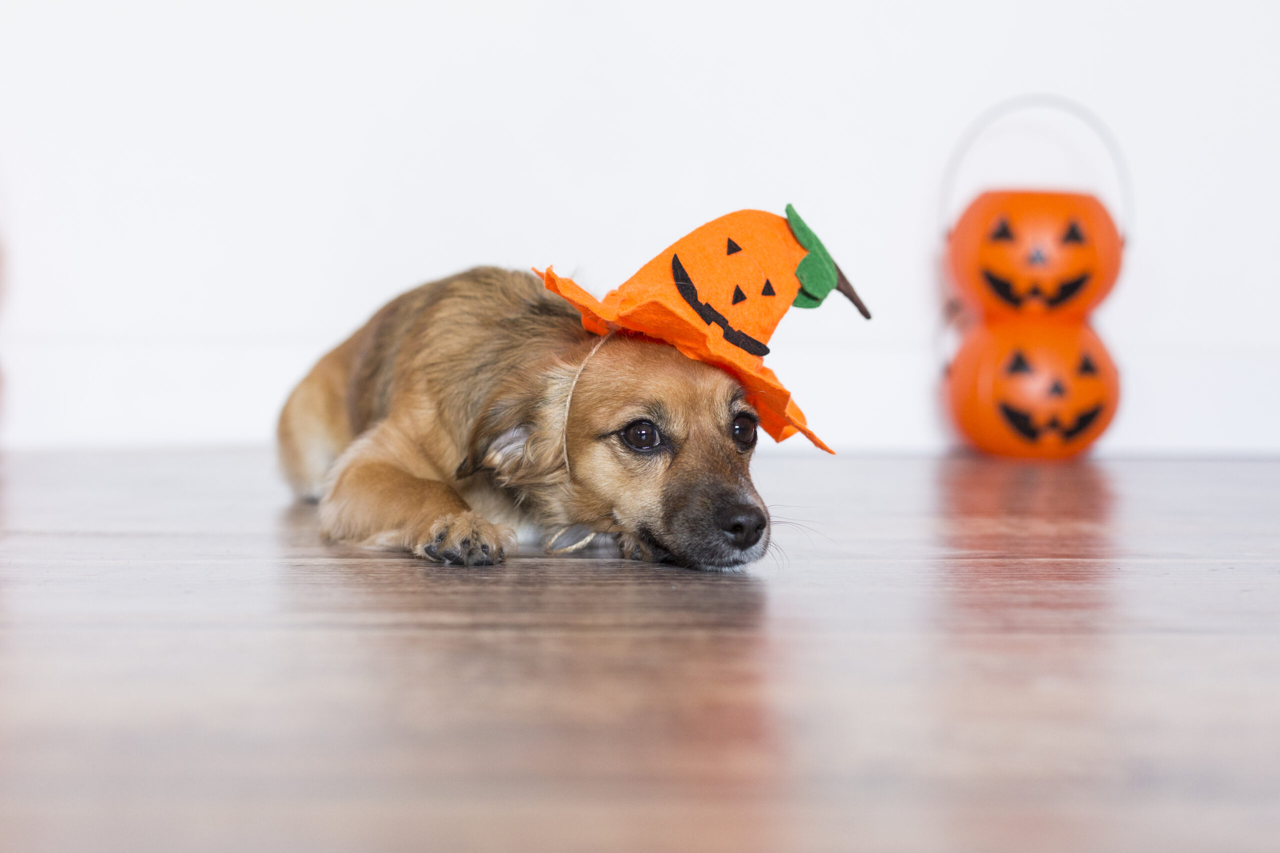 What should you do before giving a dog a treat? : know when to give your dog treats