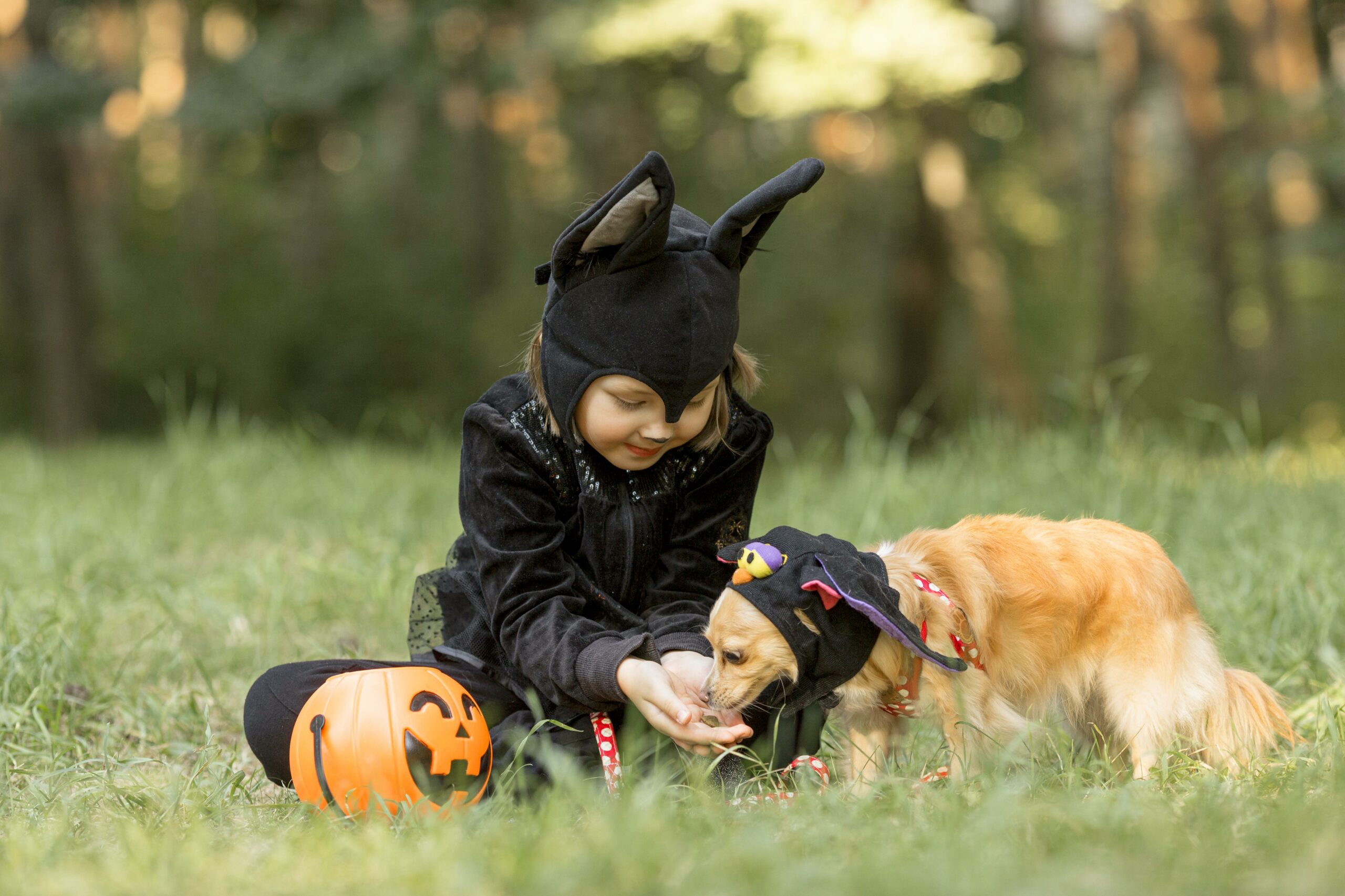 How to use treats : The Down Command