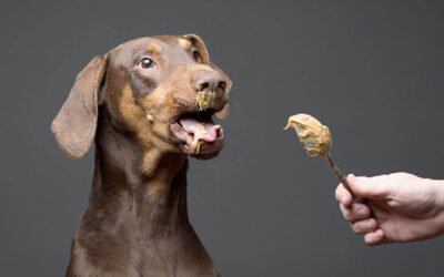7 Best Peanut Butter for Dogs Without Xylitol or Added Sugar