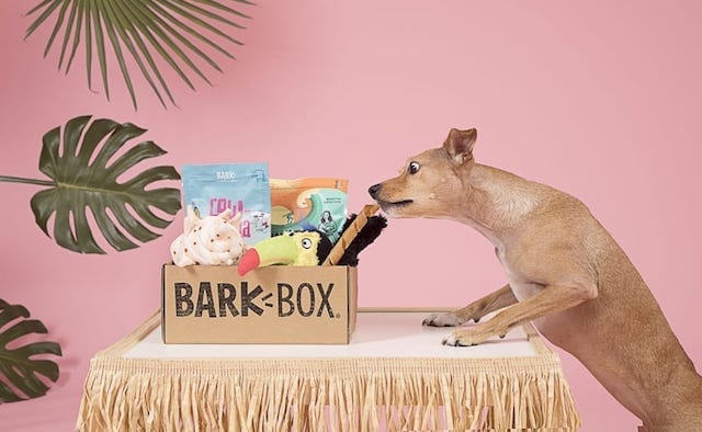 Things to consider when choose the best subscription box for your dog