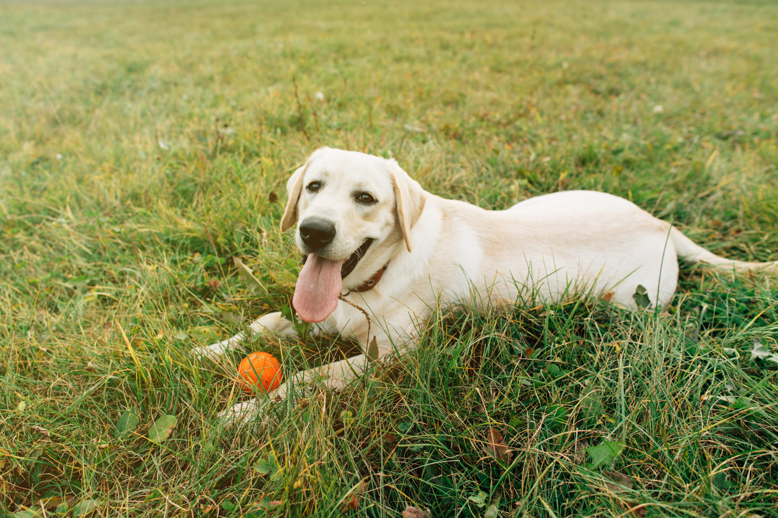 Who Are Labrador Retrievers