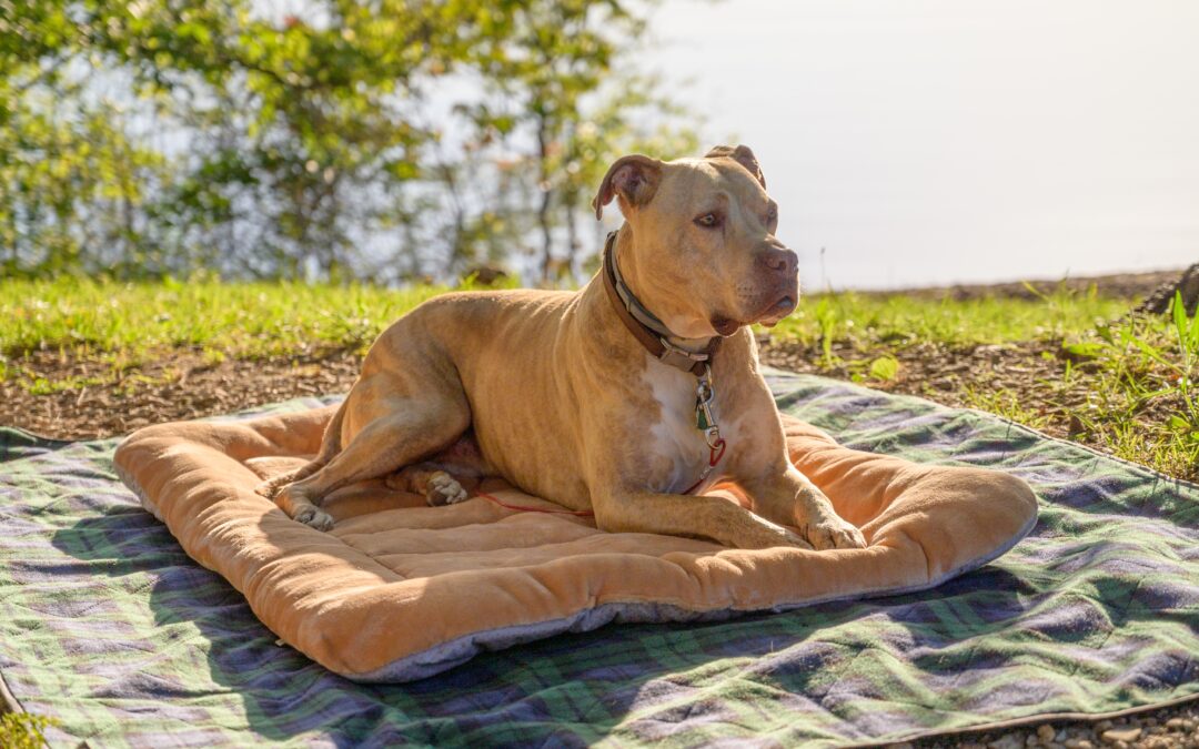 squeaky toys for pit bulls