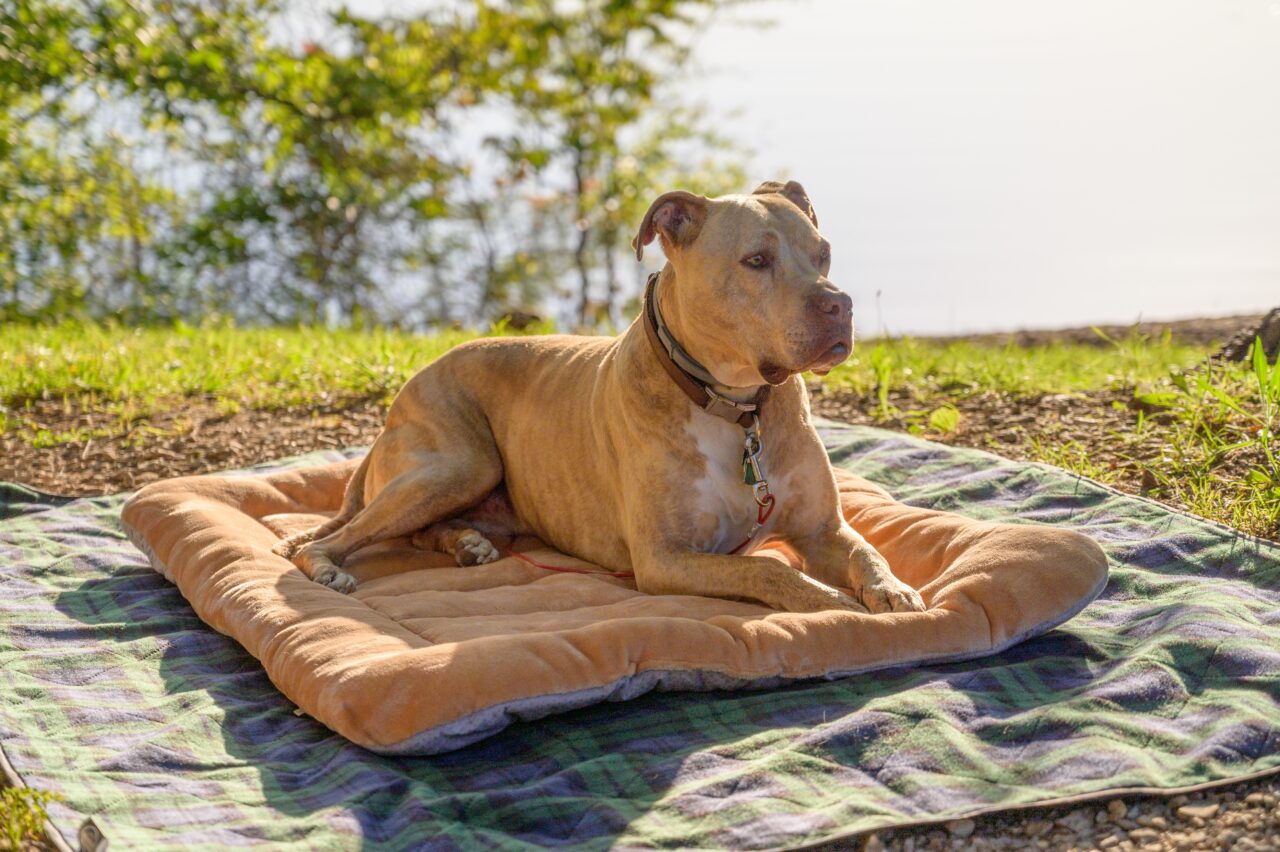 durable chew toys for pit bulls