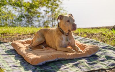 8 Best Dog Toys For Pit Bulls [2021] : Durable For Chewers