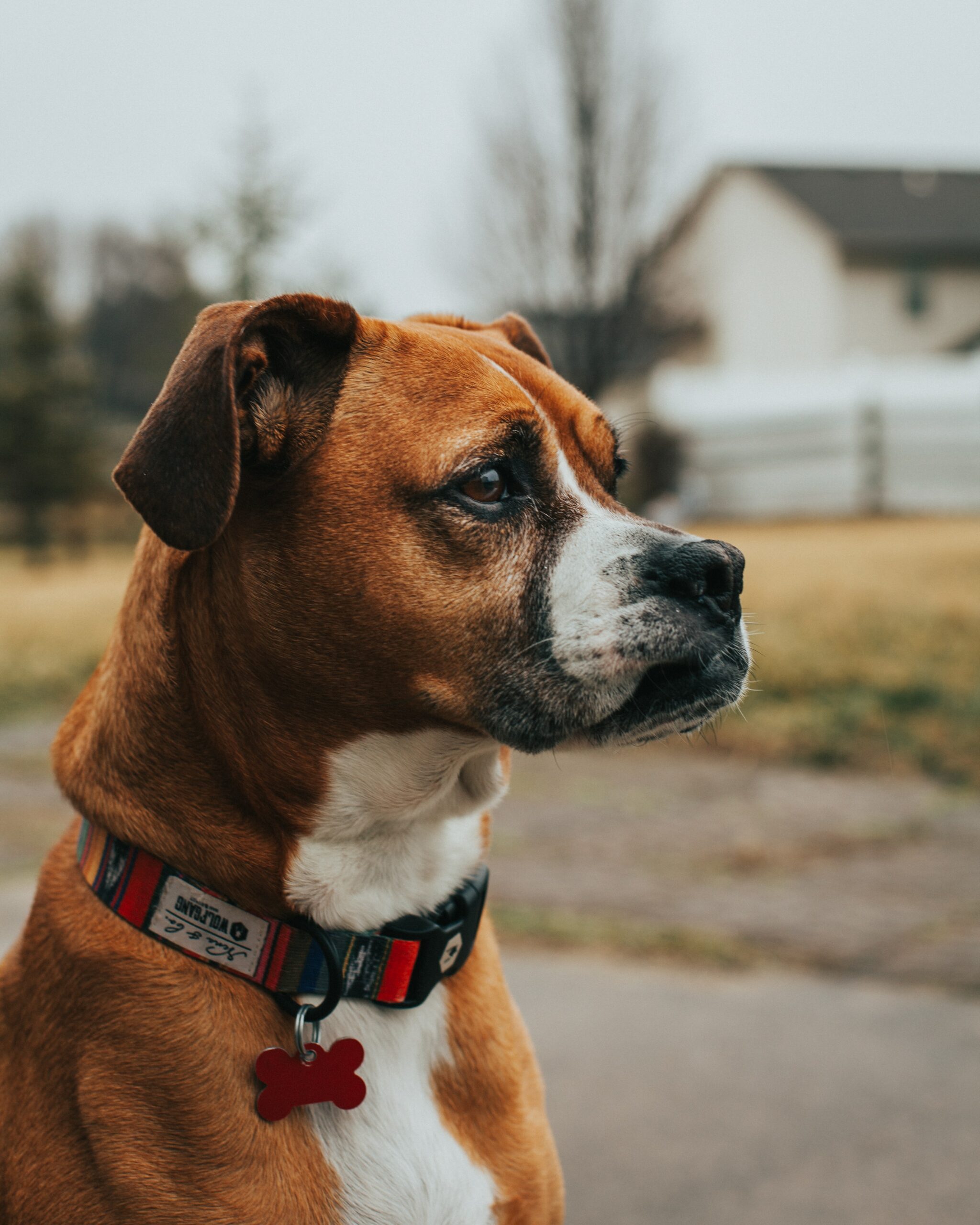 how to train a dog with a remote collar