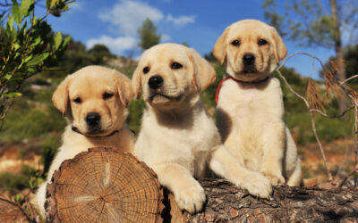 Best Toys For Lab Puppies Of 2021 [Labrador Retrievers Dogs]