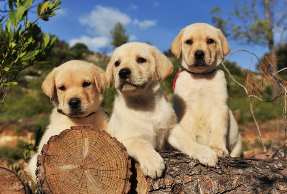 Best Toys For Lab Puppies Of 2021 [Labrador Retrievers Dogs]