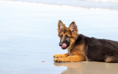 Best Toys For German Shepherd Dogs | Safe GSD Puppy Chewing