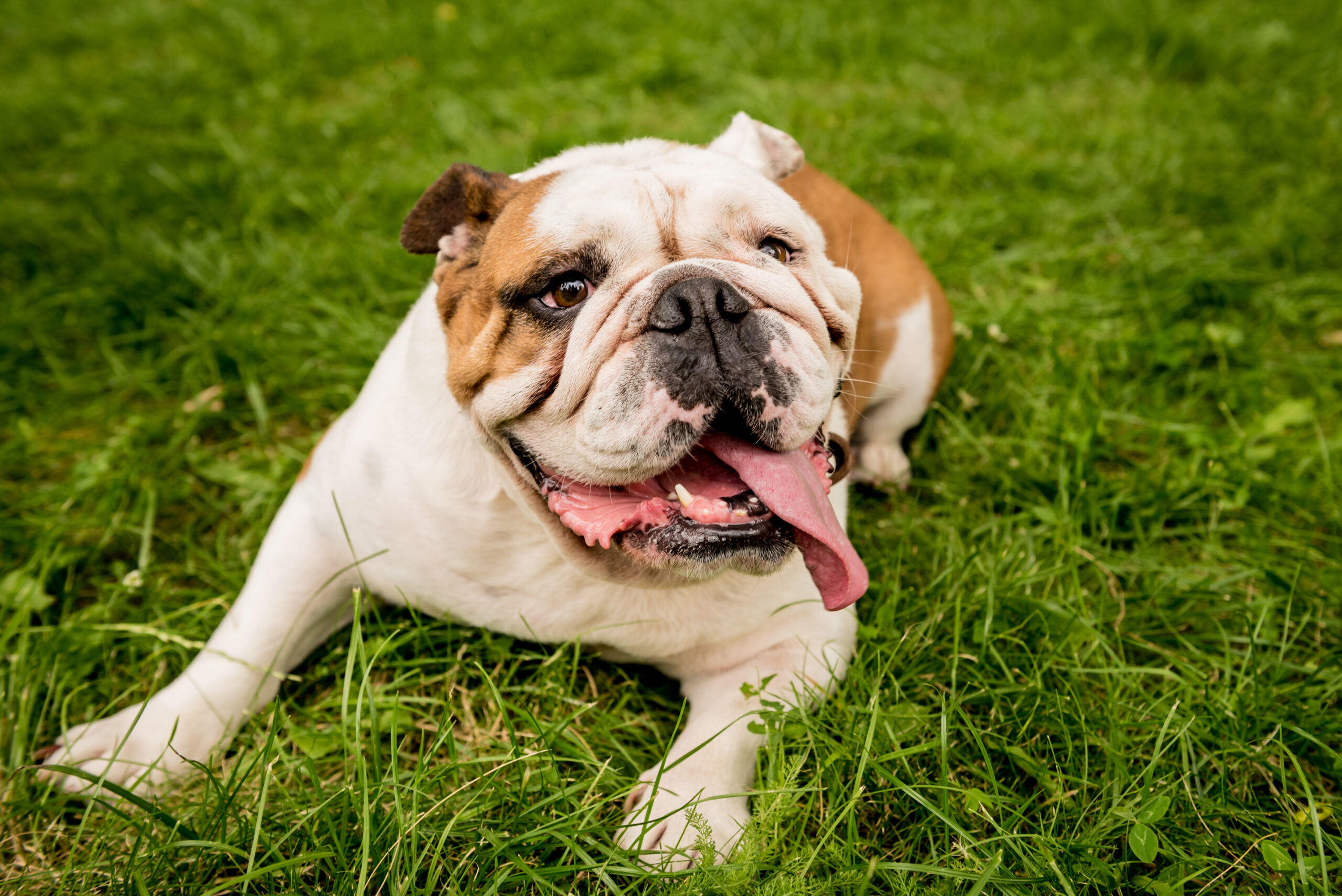 best chew bones for english bulldogs