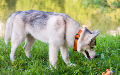 8 Best Dog Toys For Siberian Huskies [2021 Tested Reviews]
