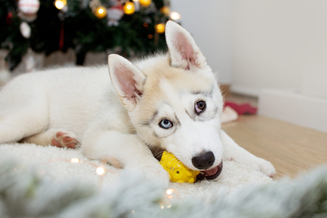 8 Best Dog Toys For Siberian Huskies [2021 Tested Reviews]