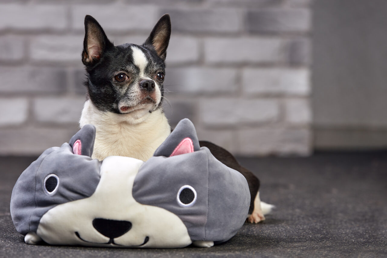 small dog toys for chihuahuas