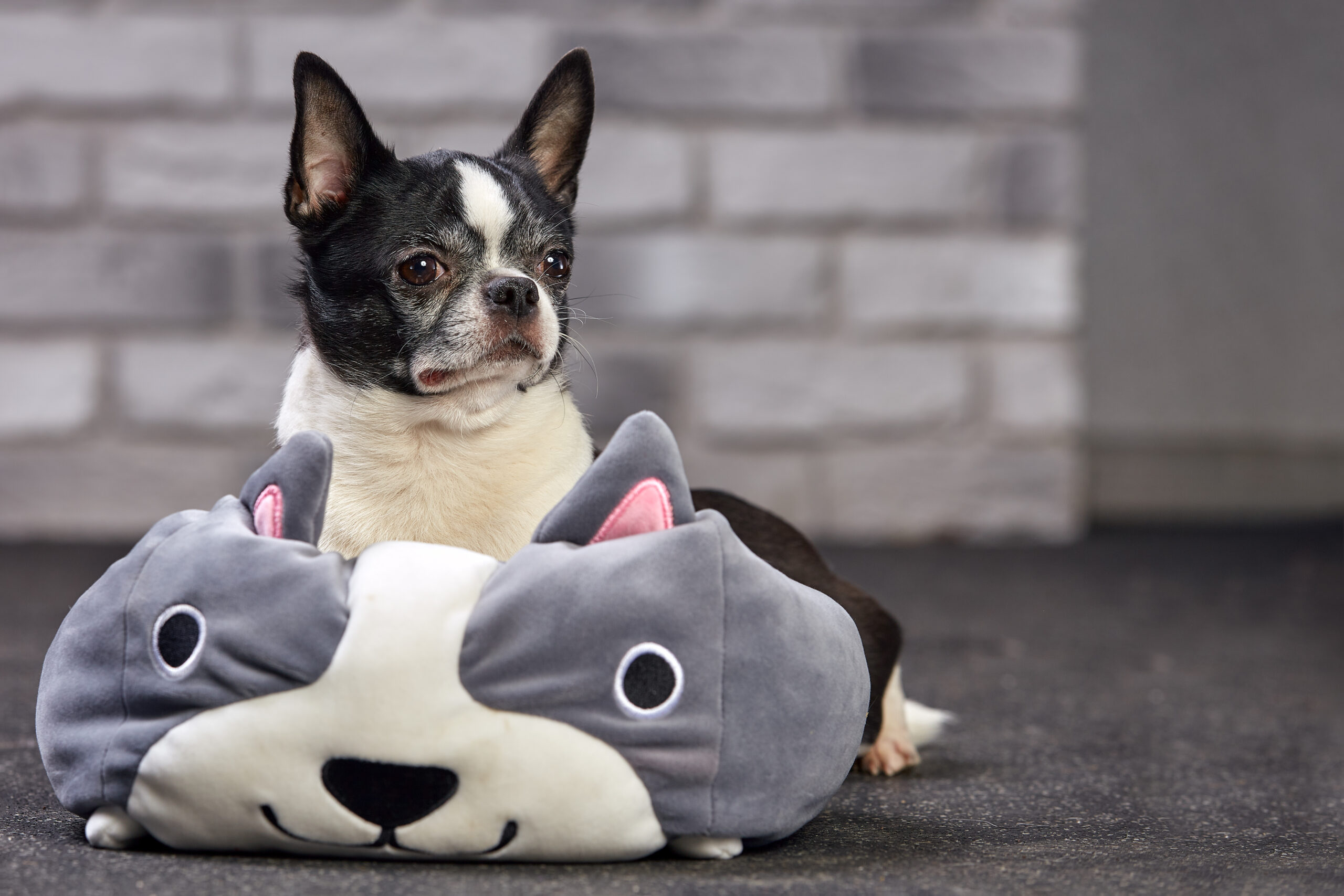 The Best Types of Toys for Chihuahuas