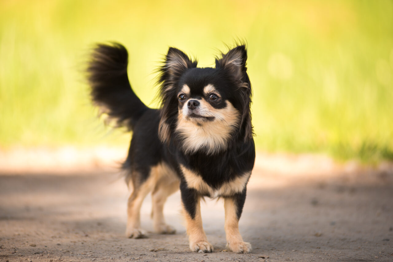 chew toys for chihuahuas