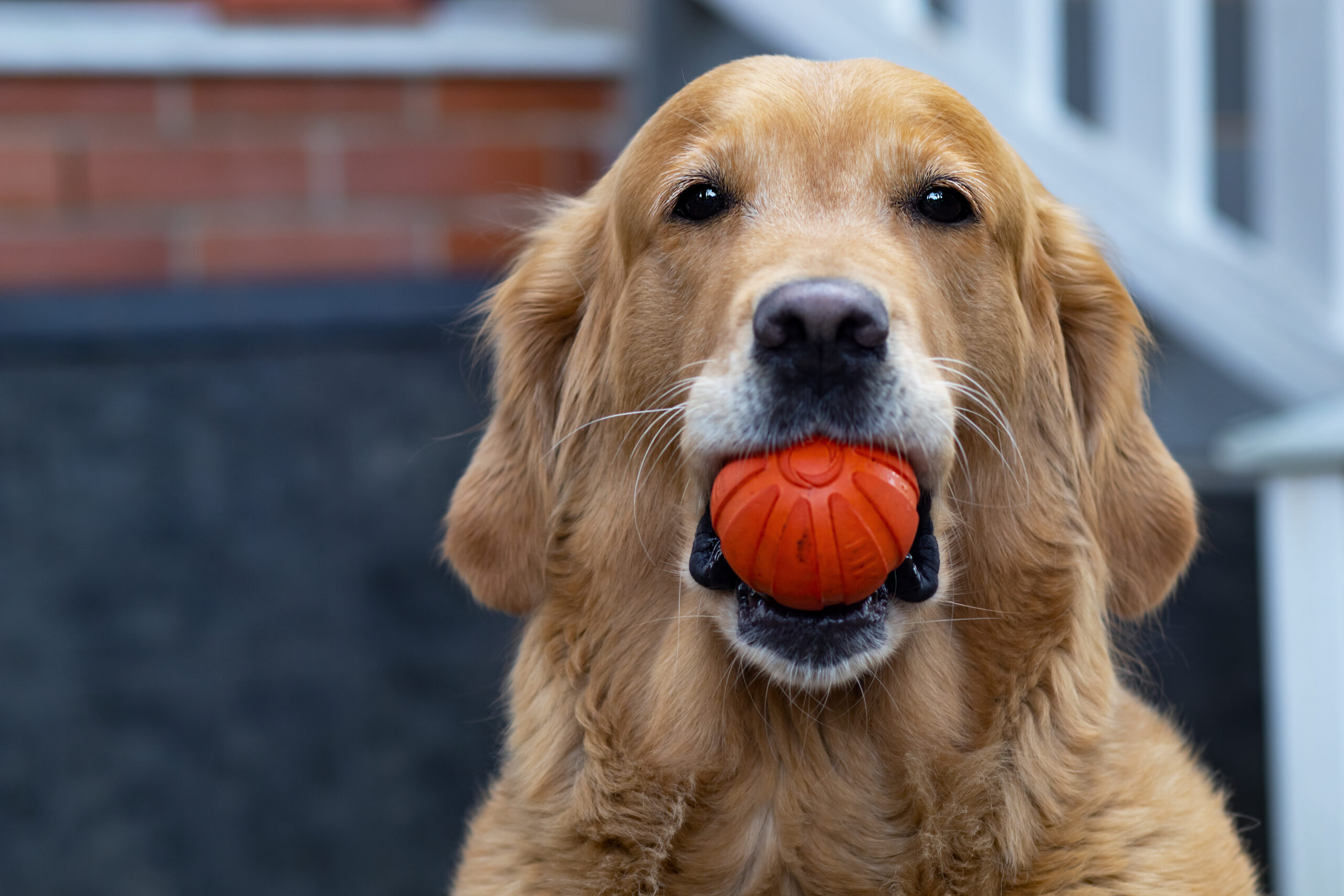 Buying guide For Picking Best Dog Toys