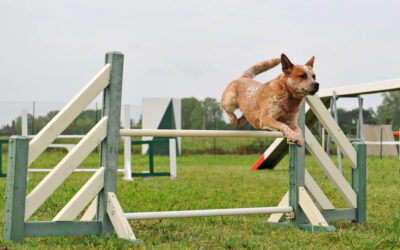 How To Train An Australian Cattle Dog? | Blue Heeler Training