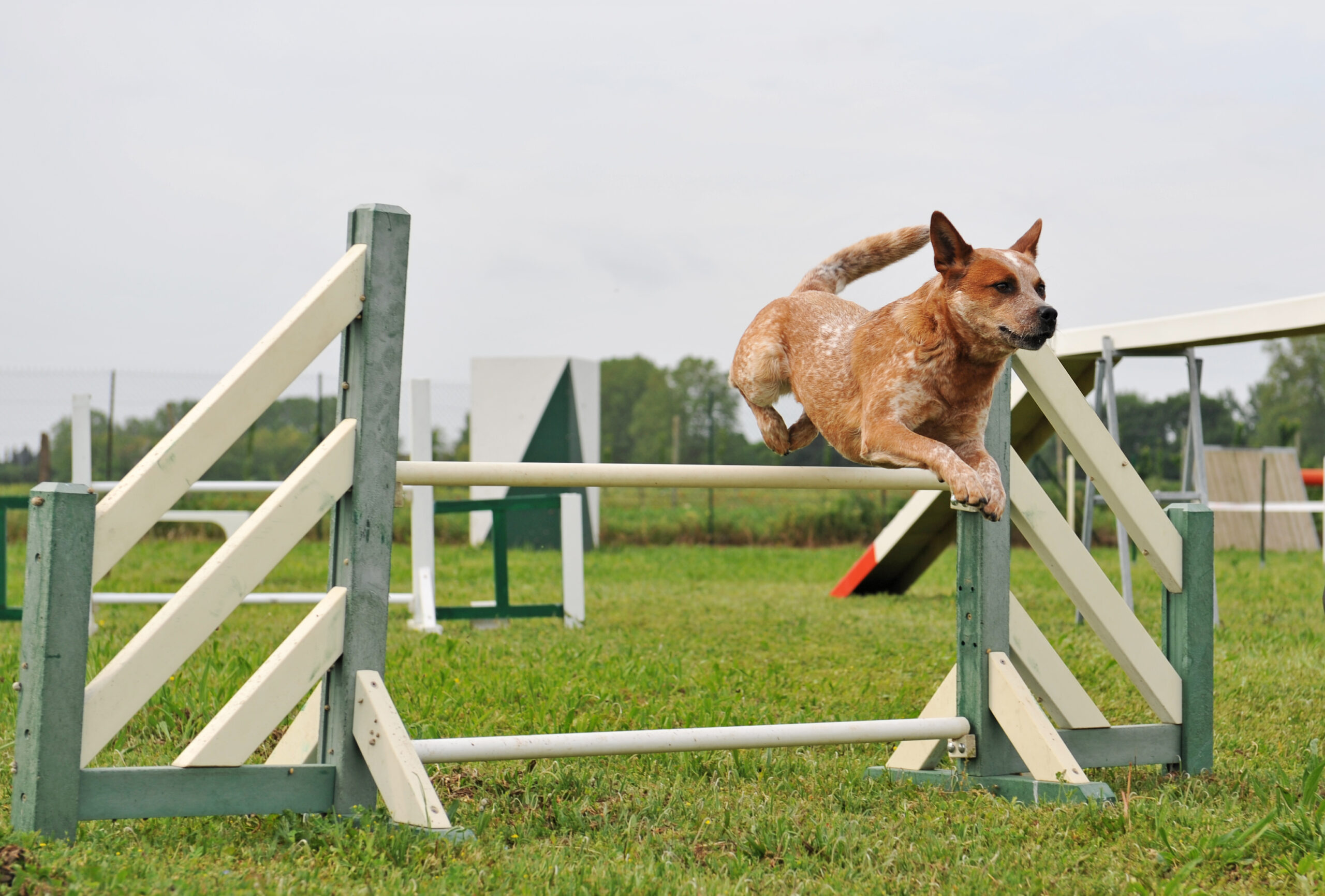 How To Train An Australian Cattle Dog Blue Heeler Training